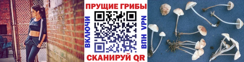 Галлюциногенные грибы Cubensis  купить наркотик  Починок 